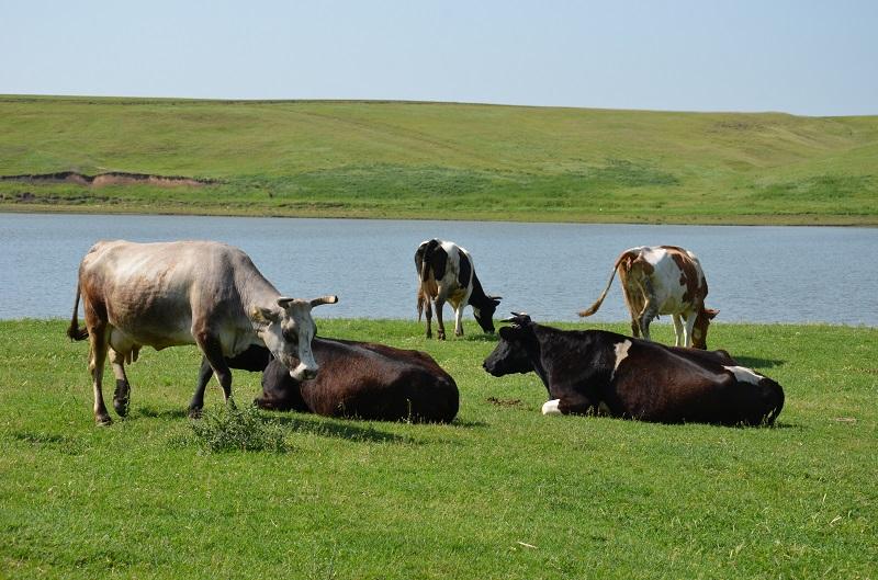 CUPA BECKER SARULESTI - pescuit-crap-sarulesti-14.JPG